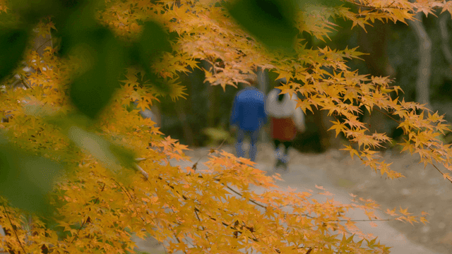 Silhouette of couple walking through forest with autumn leaves
