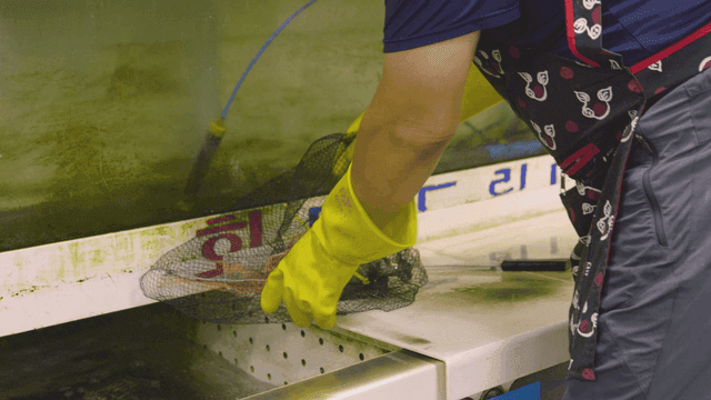 Person who puts live crabs into tank at seafood market
