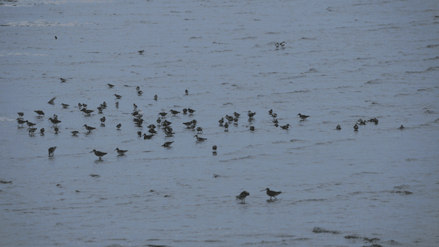A flock of birds wading in shallow water