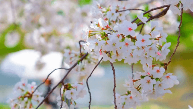 강가에 만개한 벚꽃