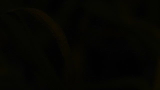 풀잎 위에서 초록빛으로 어둠을 밝히는 반딧불이