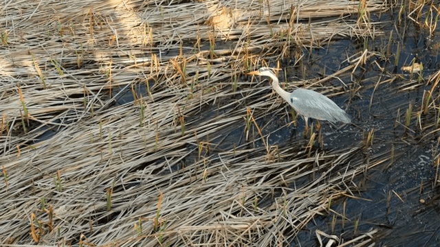 늪을 걷는 왜가리
