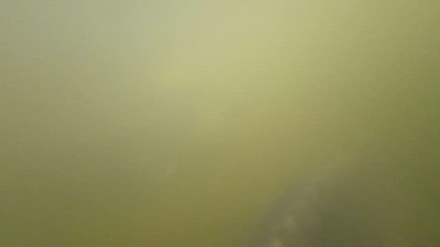 탁한 물속에서 본 물고기의 모습