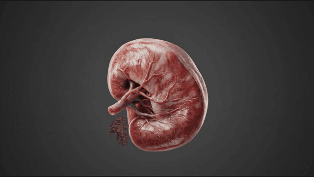 Detailed view of human kidney