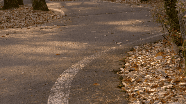 Winding road covered with autumn leaves