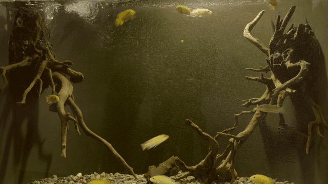 Fish swimming in aquarium with driftwood