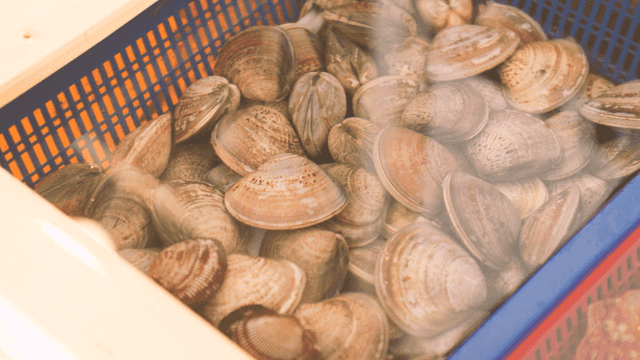 Clams in blue basket in tank at market