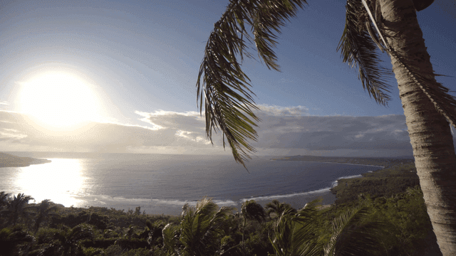 Serene coastal view with palm trees