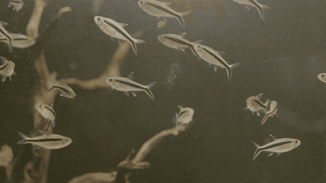 Fish swimming in an aquarium