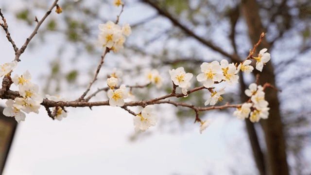 가지에 핀 벚꽃