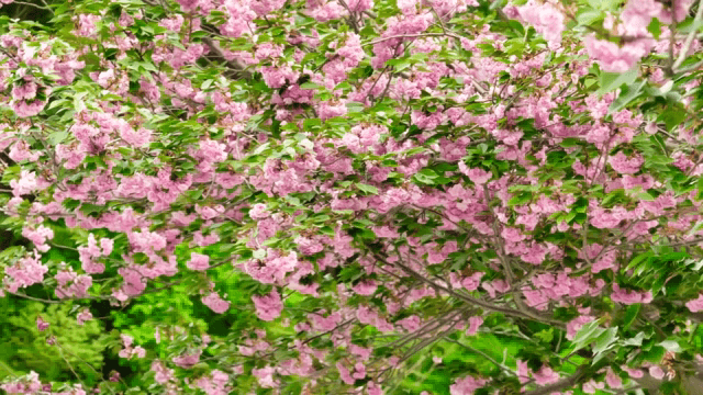 만개한 벚꽃이 핀 나무