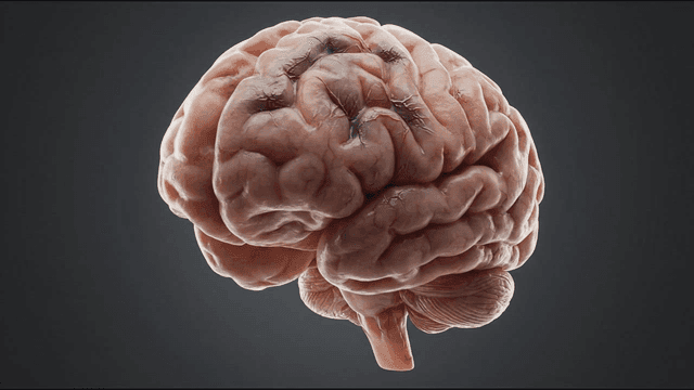 Detailed view of brain model entering human disease