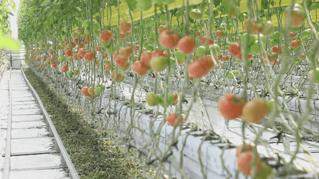 줄줄이 늘어져있는 토마토가 자라는 온실