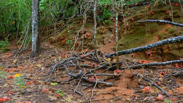 Red Crabs Flocking on a Forested Hillside