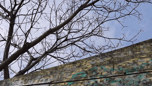Sparrow sitting on tree branch and painted wall