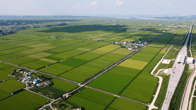 Wide green rice fields with village