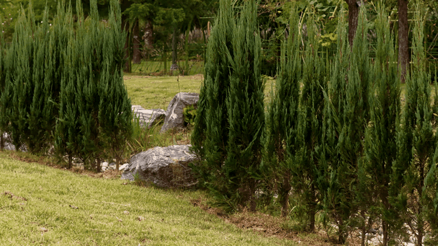 정돈된 침엽수가 줄지어 선 공원 풍경