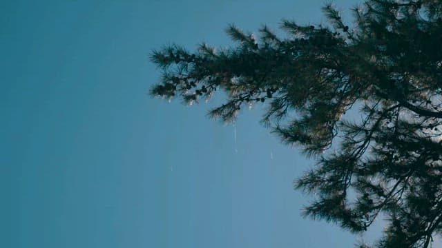 나무들 사이로 비쳐 들어오는 강렬한 햇빛