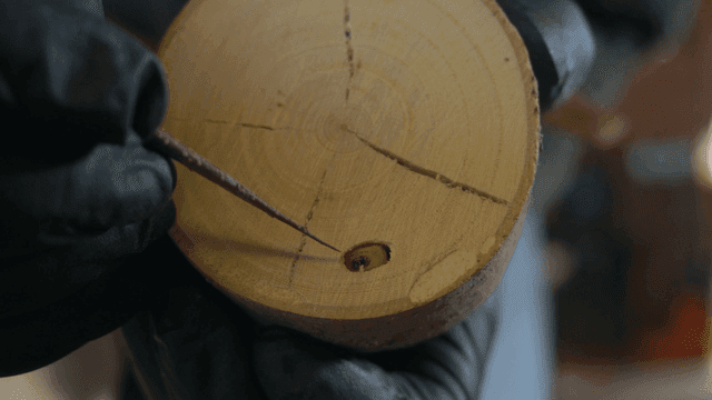 핀셋으로 통나무 속 애벌레를 찾는 손