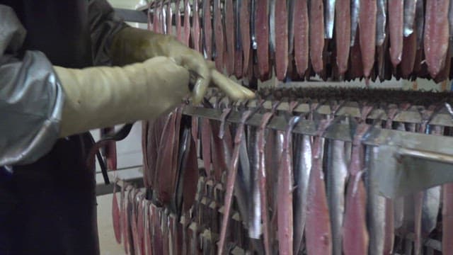 Fish being processed and hung on racks