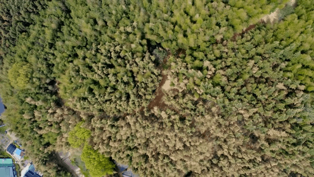 작은 공터가 있는 울창한 숲