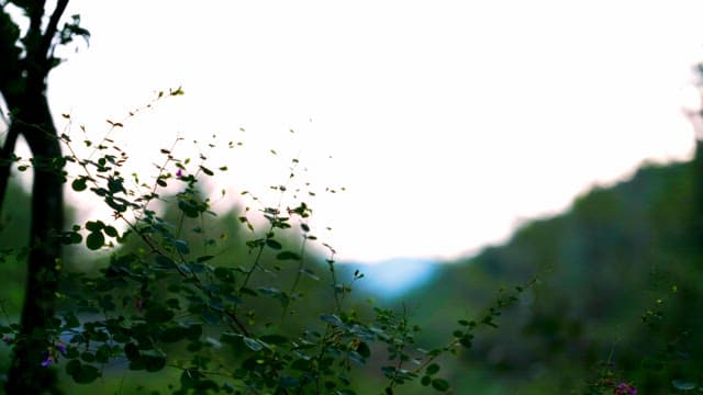 Green foliage in a serene forest