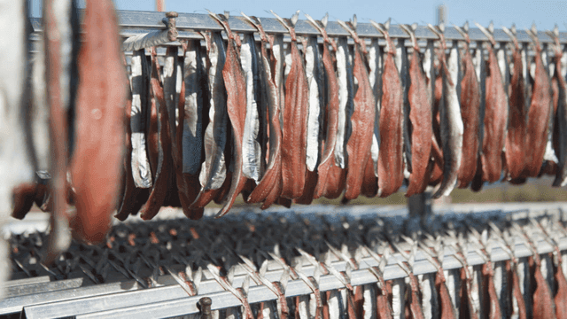 Gwamegi drying in sun