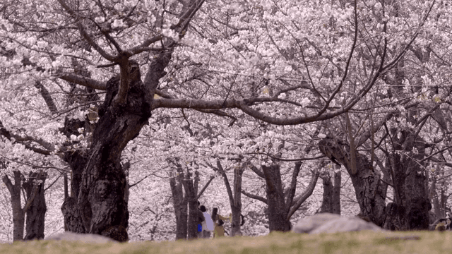 Cherry blossoms in full bloom in the park
