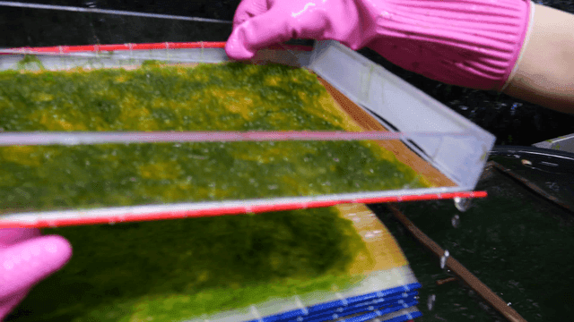 Seaweed harvested from frame