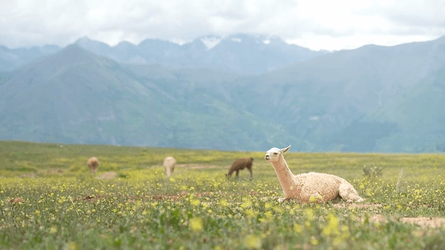 산초원에서 쉬고 있는 알파카들