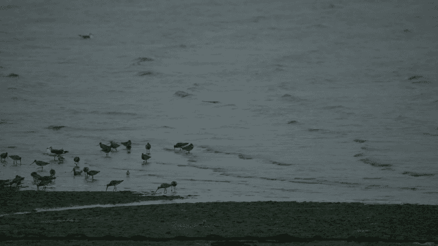 어두운 갯벌에서 먹이를 찾는 새들