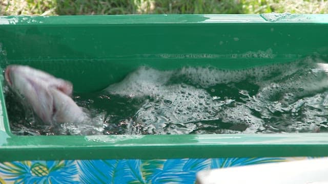 바닷물이 담긴 아이스박스 안에서 몸부림치는 생선