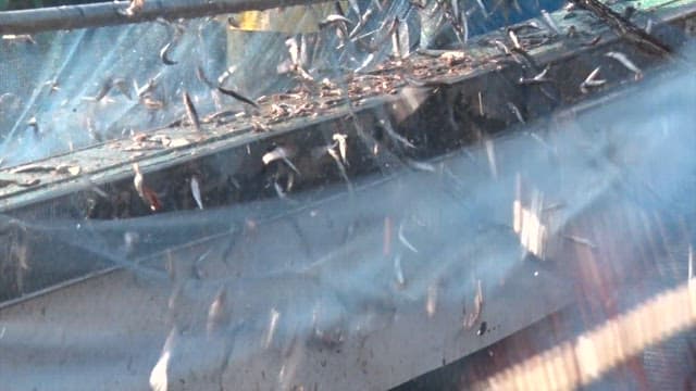 어선이 있는 항구에서 그물을 털어 정리하는 어부들