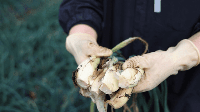 Freshly harvested leeks held in hands