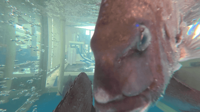 Fish swimming in tank