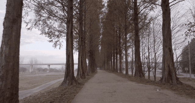 키 큰 나무가 줄지어 있는 고요한 길