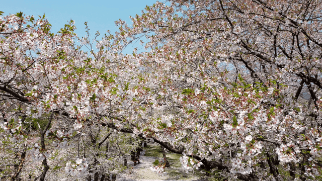 Cherry blossoms in full bloom on a sunny day