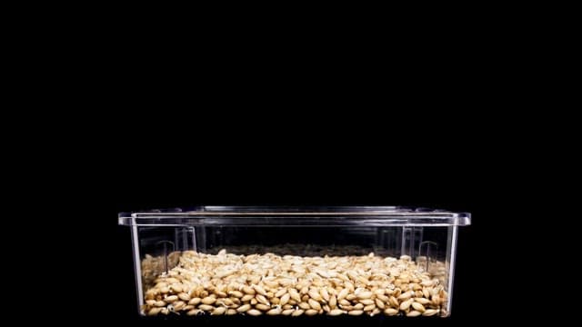 Seeds of barley sprouting in a transparent container