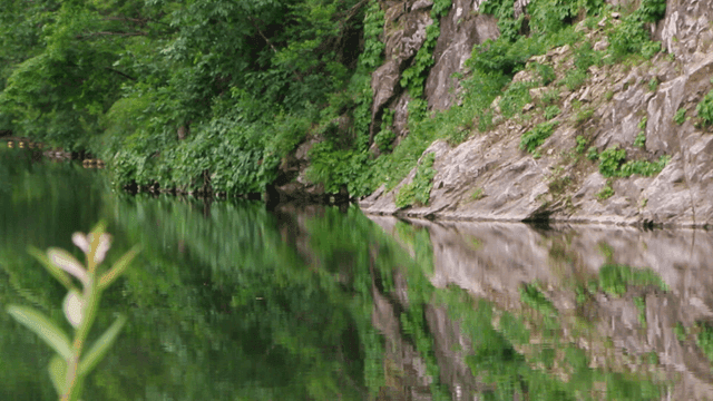 푸른 숲을 비추는 고요한 강