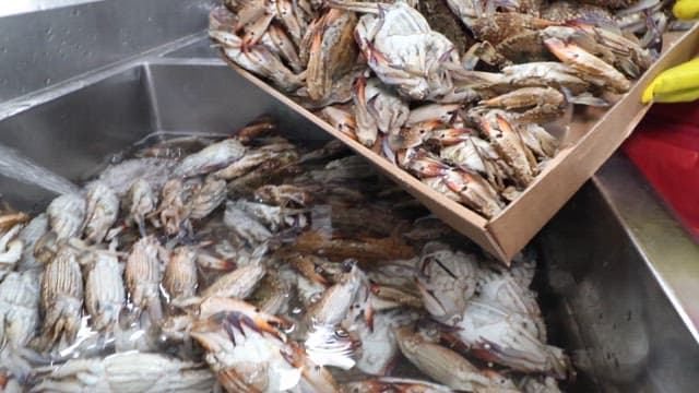 Crabs Being Washed and Sorted at a Sink in Kitchen of Restaturant 