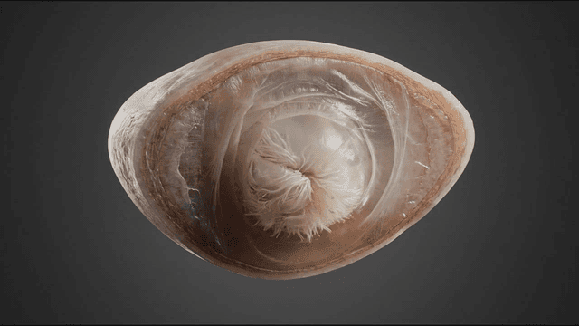 Close-up of living deep-sea limpet