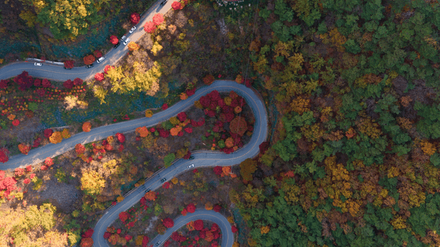 가을 숲을 지나는 비틀린 도로
