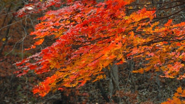 Autumn Leaves Swaying in the Forest Breeze