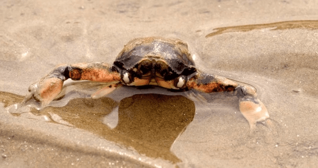 모래 바닥에 쉬고 있는 게