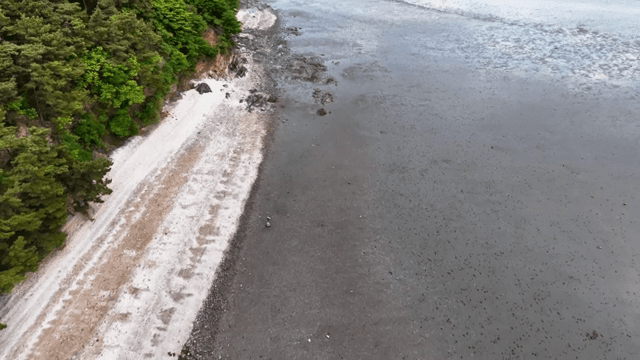 푸른 나무들이 있는 갯벌