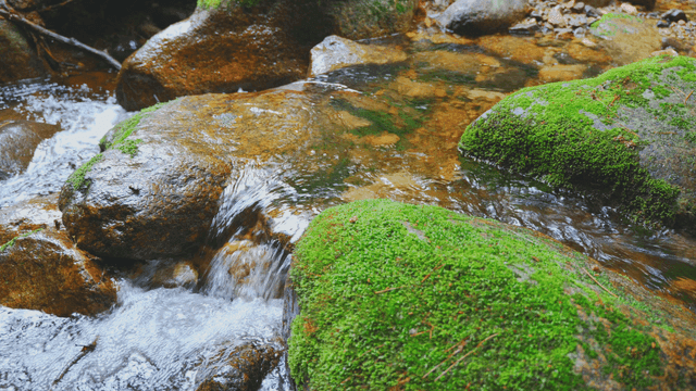 이끼 낀 바위가 있는 고요한 개울
