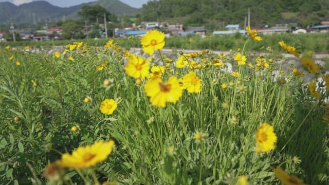 들판에 피어있는 노란 꽃들