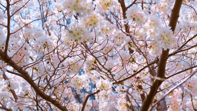 Cherry blossoms in full bloom on branches
