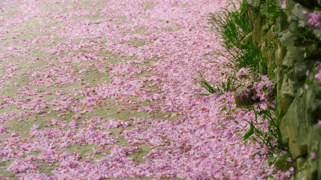 분홍 꽃잎들이 깔린 길 위
