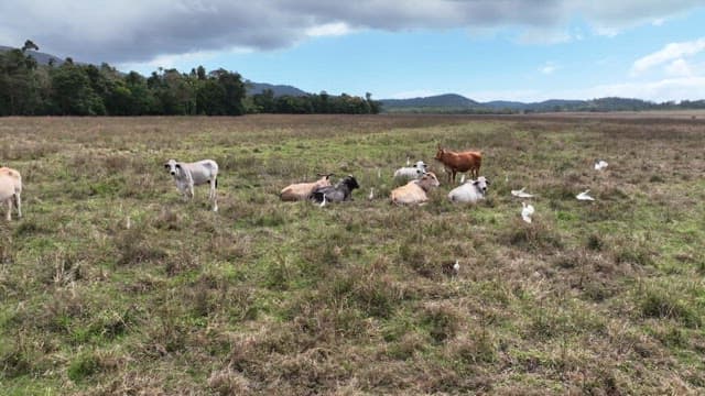 Cattle and Birds Grazing in a Pasture